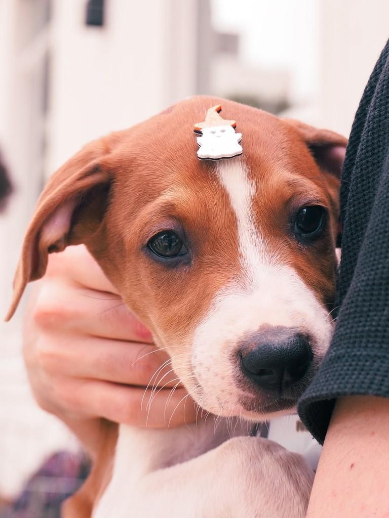 Vicentinho, cachorro de porte médio para adoção em Curitiba - PR