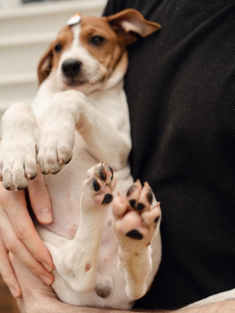 Vicentinho, cachorro de porte médio para adoção em Curitiba - PR — foto 2 de 2