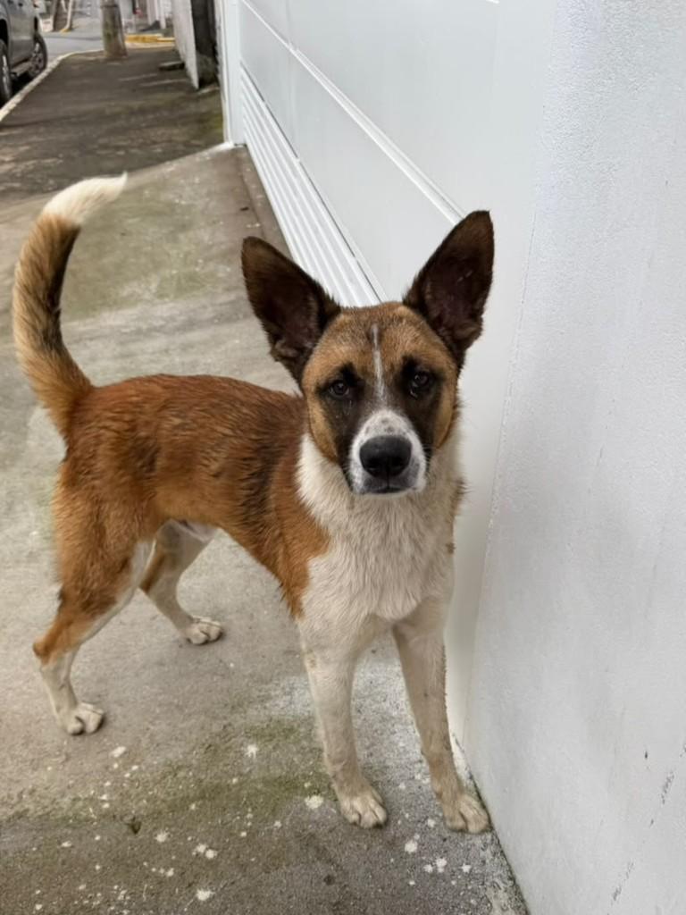Doguinho, cachorro de porte médio para adoção em Santa Bárbara - MG