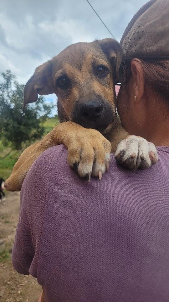 Formiga, cachorro de porte pequeno para adoção em Aurora - CE