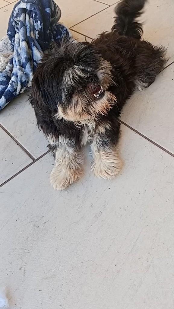 Amorinha, cachorro de porte pequeno para adoção em Joinville - SC