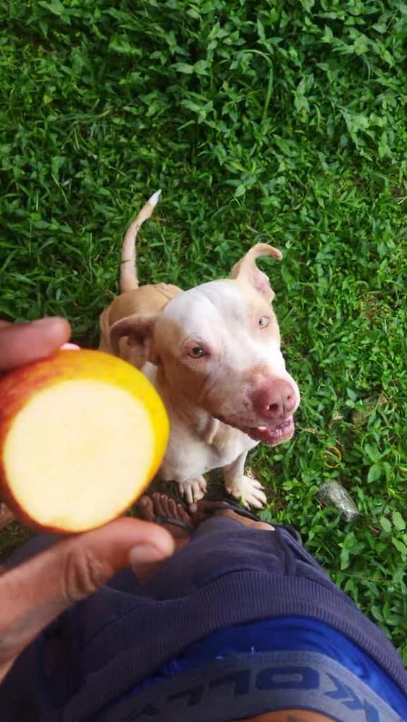 Marreta, cachorro de porte médio para adoção em Joinville - SC