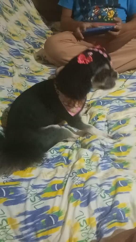 Amora, cadela de porte pequeno para adoção em Joinville - SC
