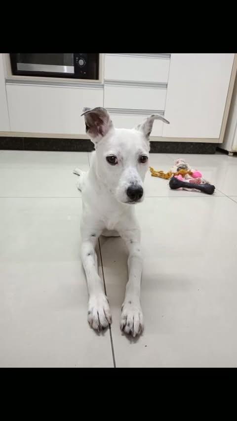 Tapioca, cadela de porte médio para adoção em Joinville - SC