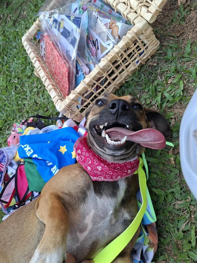 Rainha, cadela de porte pequeno para adoção em Paranaguá - PR