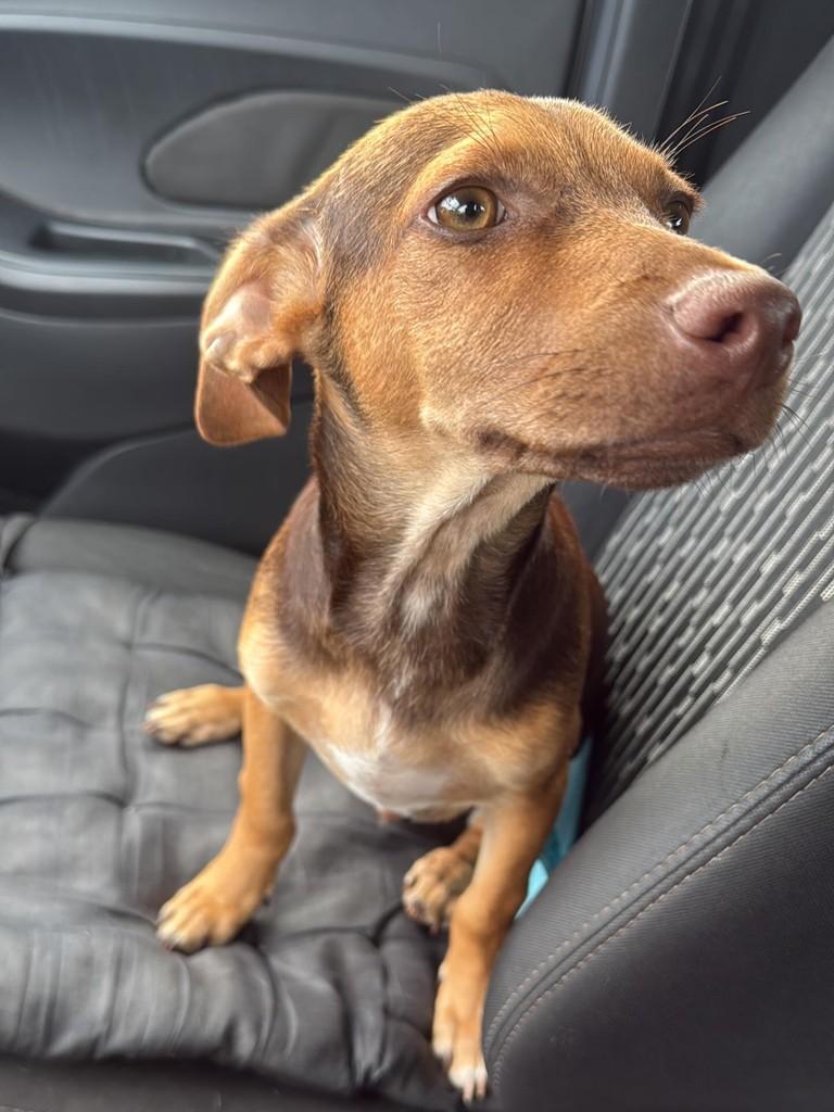 Paçoca, cachorro de porte pequeno para adoção em Paranaguá - PR