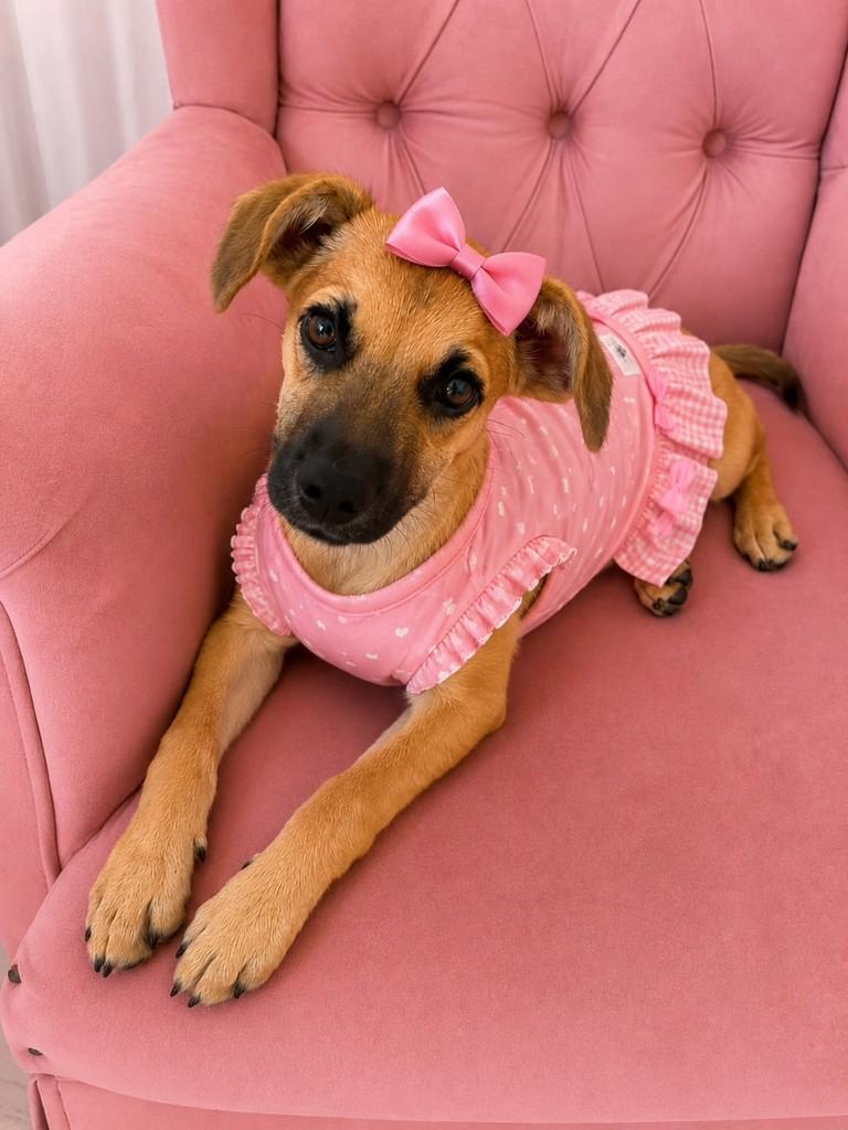 Melissa, cachorro de porte pequeno para adoção em Paranaguá - PR