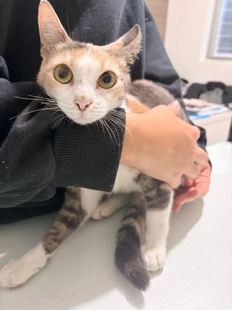 Mia, gata de porte pequeno para adoção em Paranaguá - PR