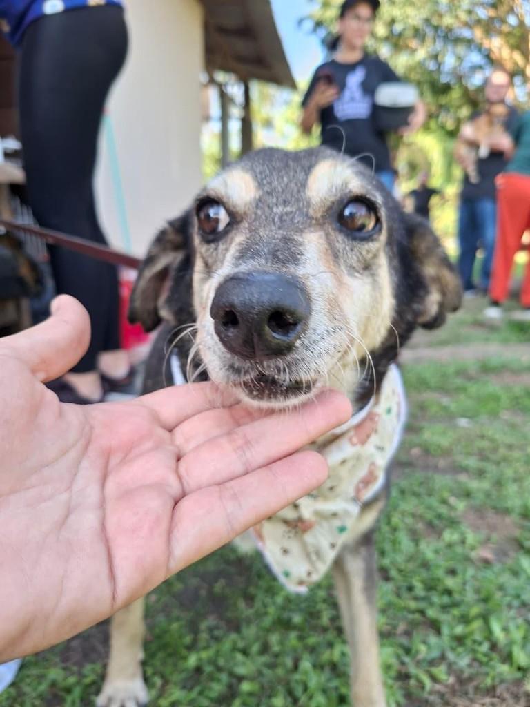 Farias, cachorro de porte médio para adoção em Paranaguá - PR