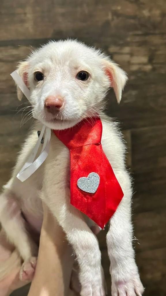 Fabinho, cachorro de porte pequeno para adoção em Paranaguá - PR