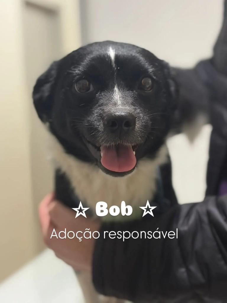 Bob, cachorro de porte pequeno para adoção em Paranaguá - PR