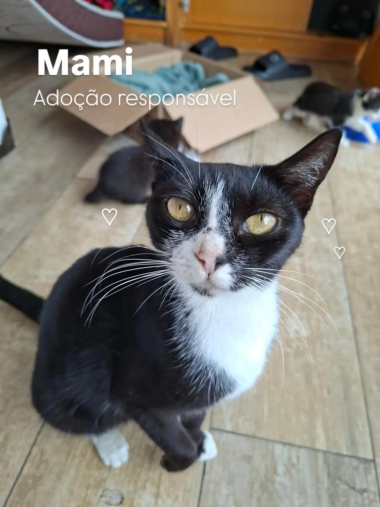 Mami, gata de porte pequeno para adoção em Paranaguá - PR