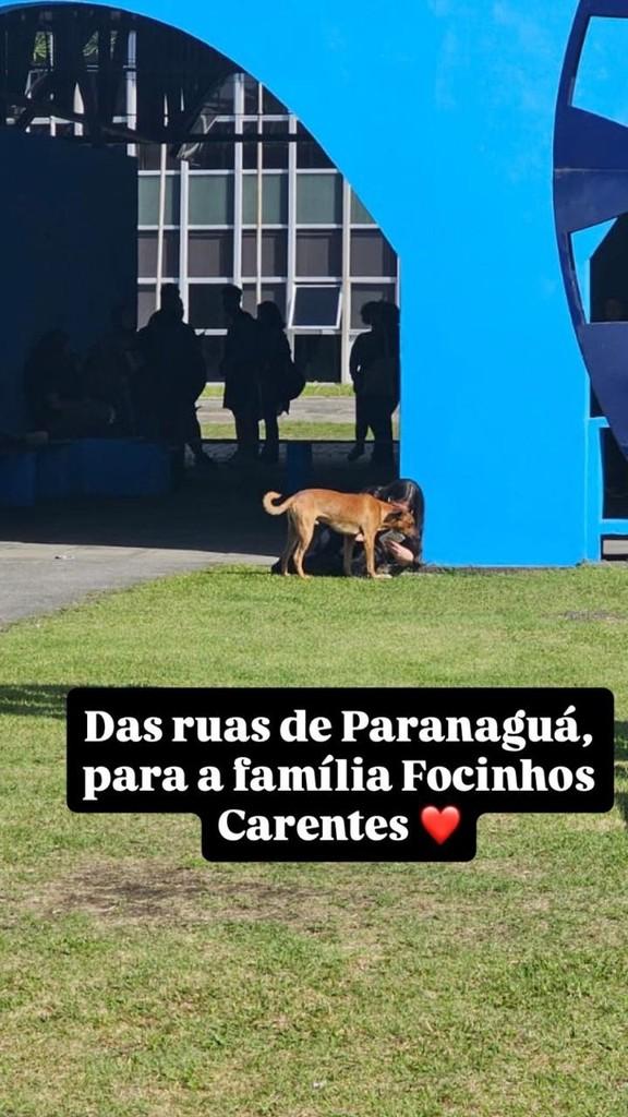 Caramelo Farofa, cachorro de porte pequeno para adoção em Paranaguá - PR