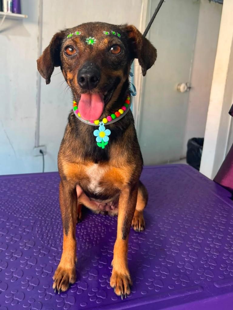 Betina, cadela de porte pequeno para adoção em Paranaguá - PR — foto 2 de 5