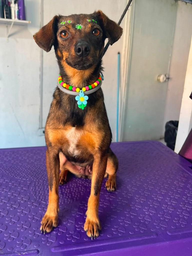 Betina, cadela de porte pequeno para adoção em Paranaguá - PR — foto 3 de 5