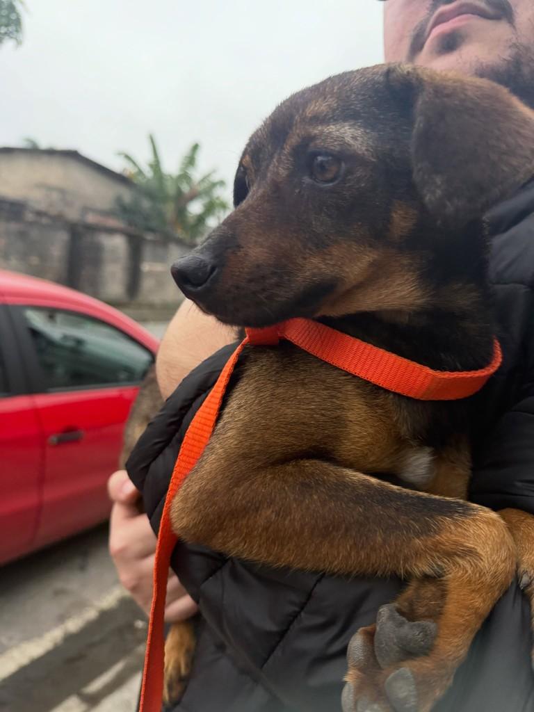 Betina, cadela de porte pequeno para adoção em Paranaguá - PR — foto 4 de 5
