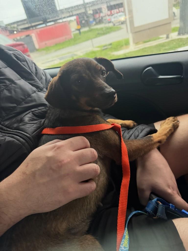 Betina, cadela de porte pequeno para adoção em Paranaguá - PR — foto 5 de 5