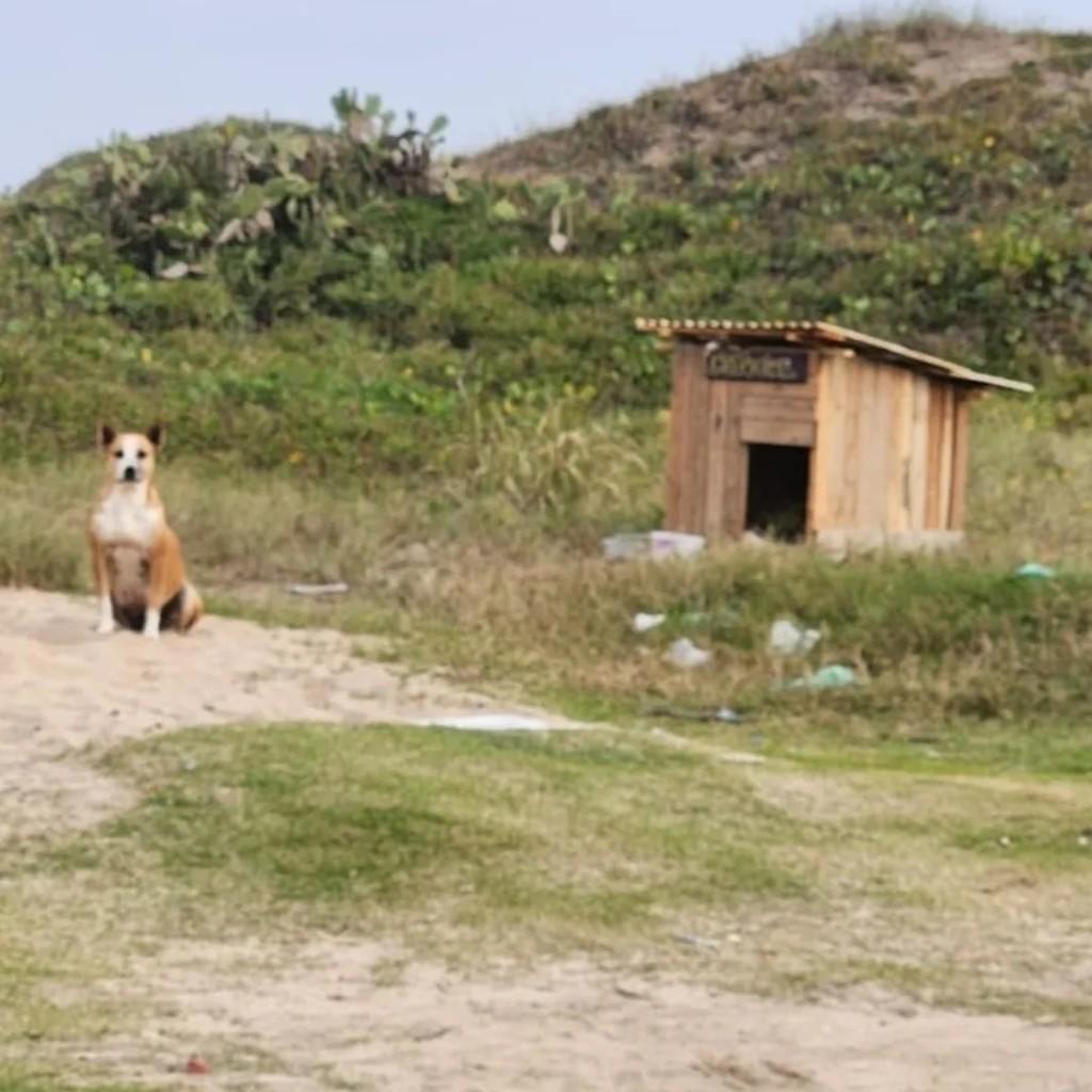 Estrela, cadela de porte pequeno para adoção em Balneário Barra do Sul - SC