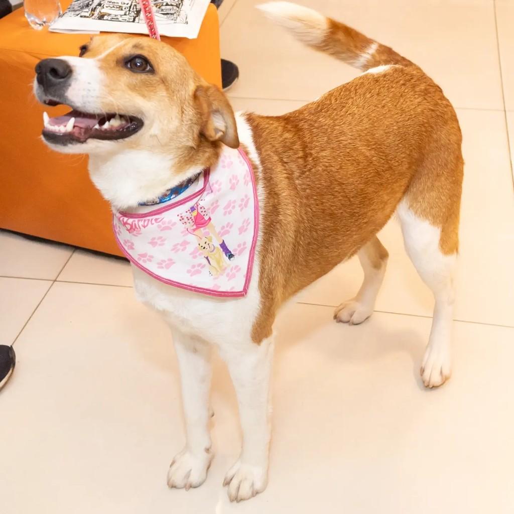 Mariana, cachorro de porte grande para adoção em Dom Pedro de Alcântara - RS