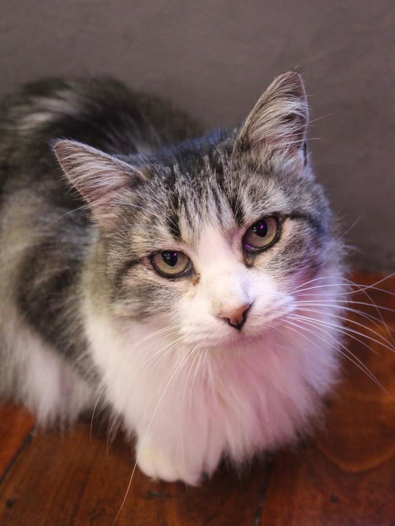 Ofélia, gato para adoção em Rio de Janeiro - RJ