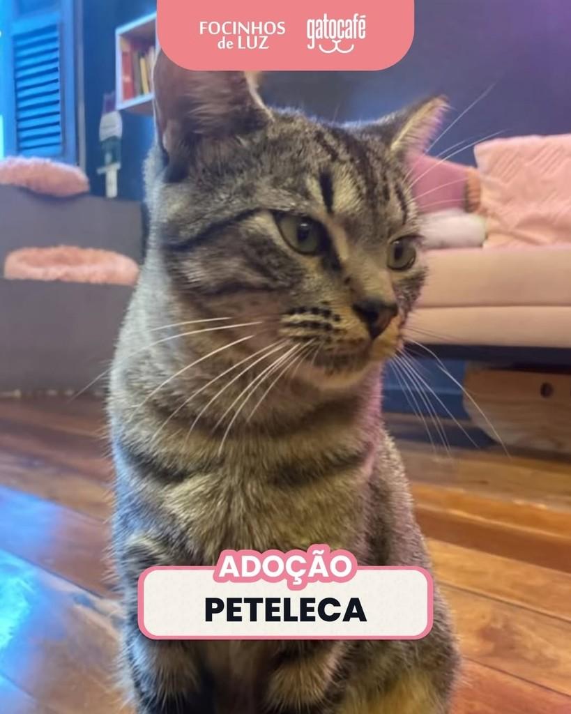 Peteleca, gata de porte médio para adoção em Rio de Janeiro - RJ