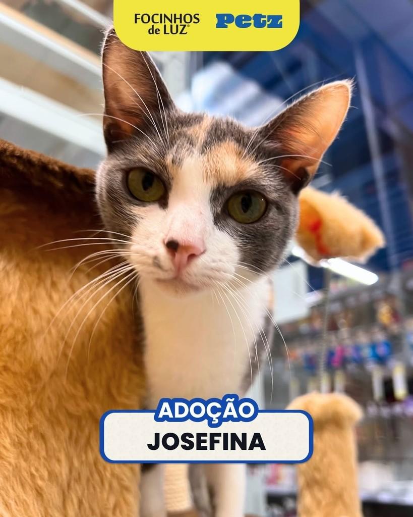 Josefina, gata para adoção em Rio de Janeiro - RJ