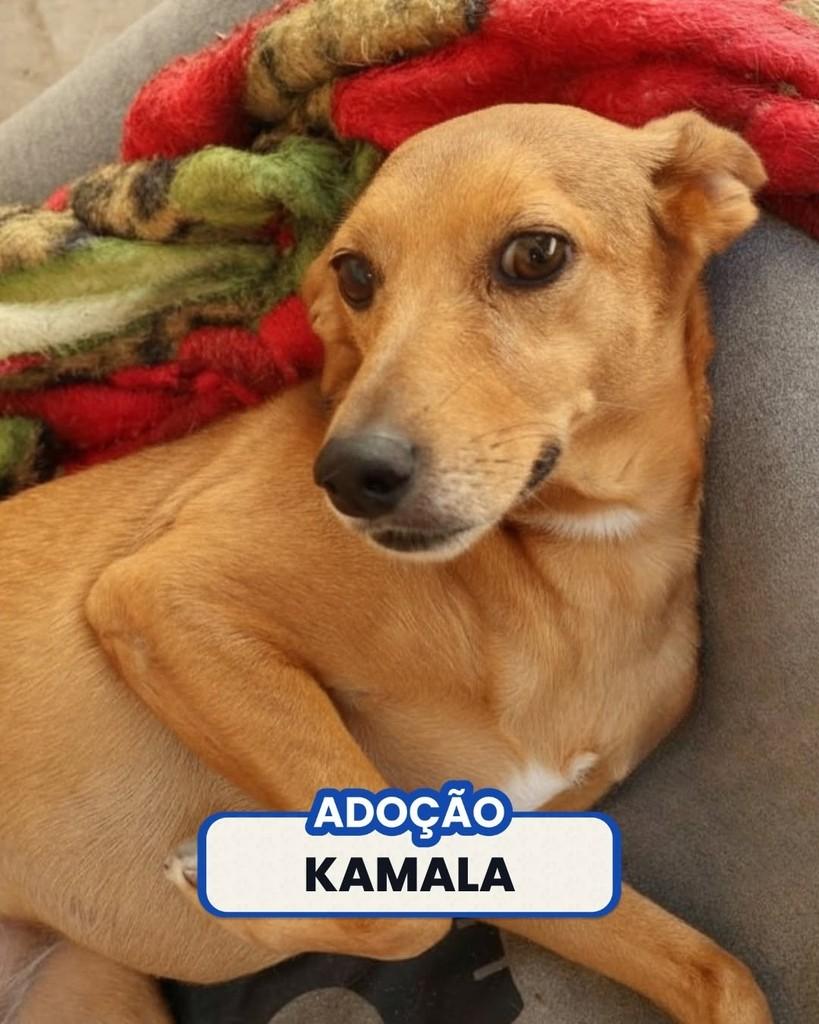 Kamala, cadela de porte médio para adoção em Rio de Janeiro - RJ