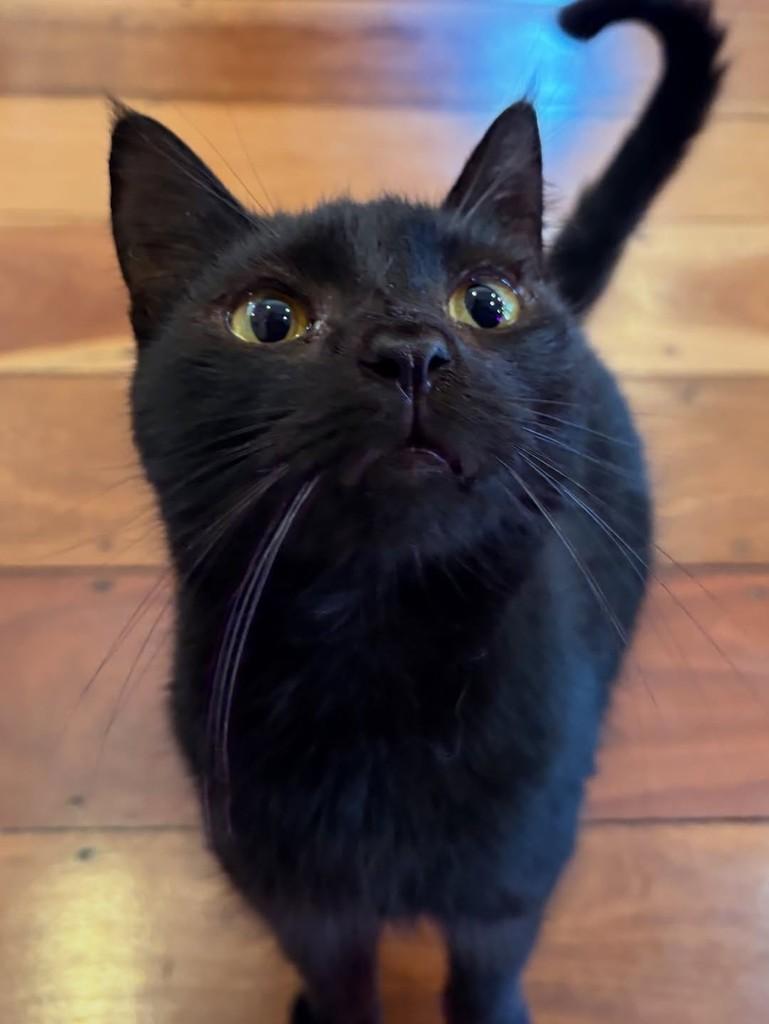 Harold, gato de porte pequeno para adoção em Rio de Janeiro - RJ