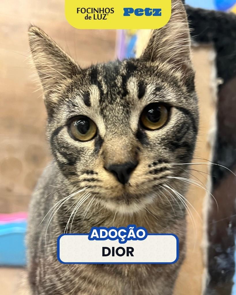 Dior, gato de porte pequeno para adoção em Rio de Janeiro - RJ