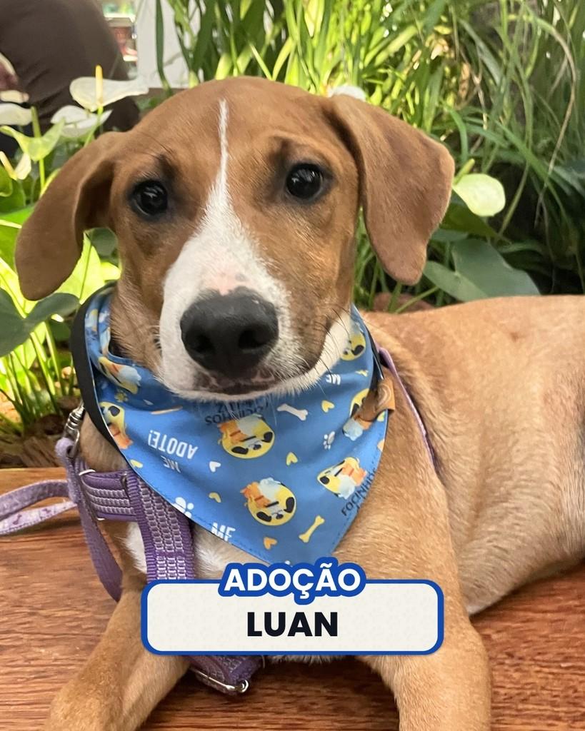 Luan, cachorro de porte pequeno para adoção em Teresópolis - RJ