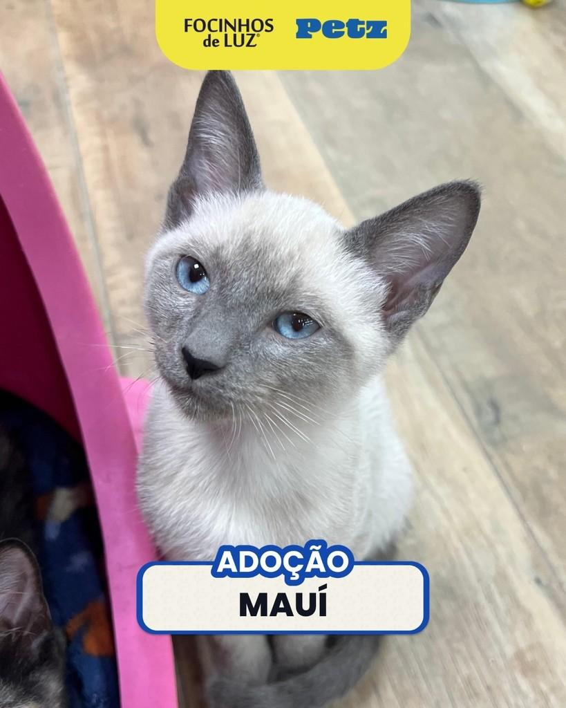 Maui, gato de porte pequeno para adoção em Rio de Janeiro - RJ