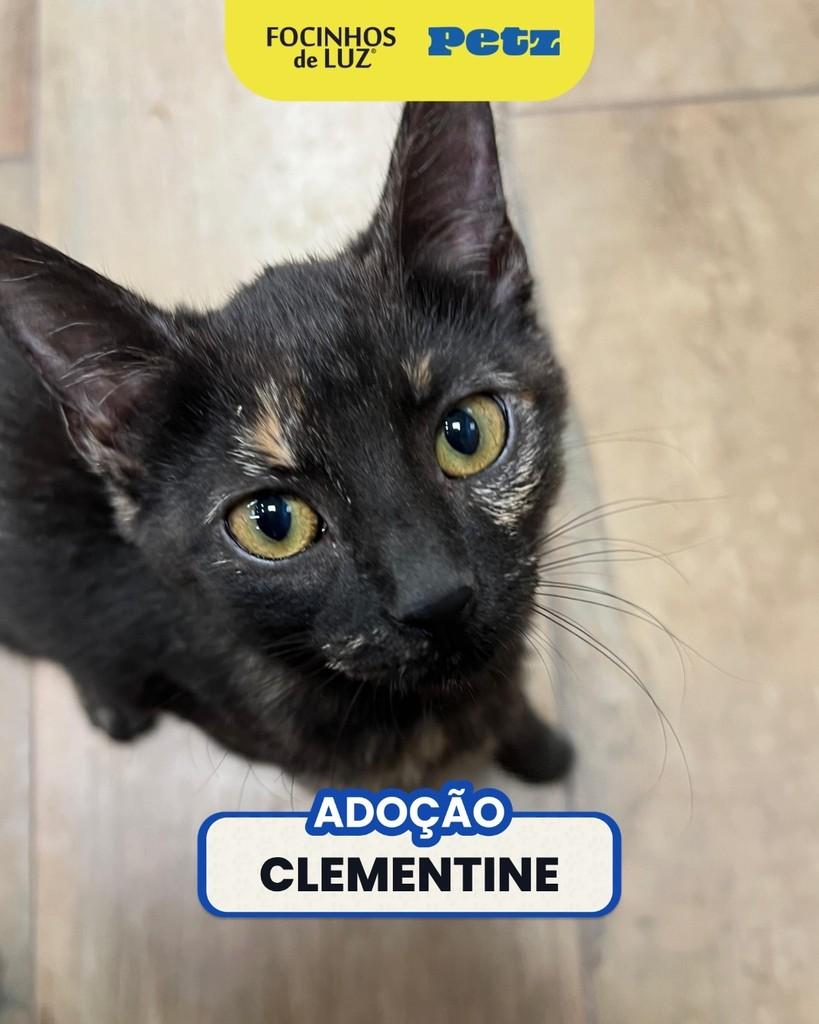 Clementine, gata de porte pequeno para adoção em Rio de Janeiro - RJ