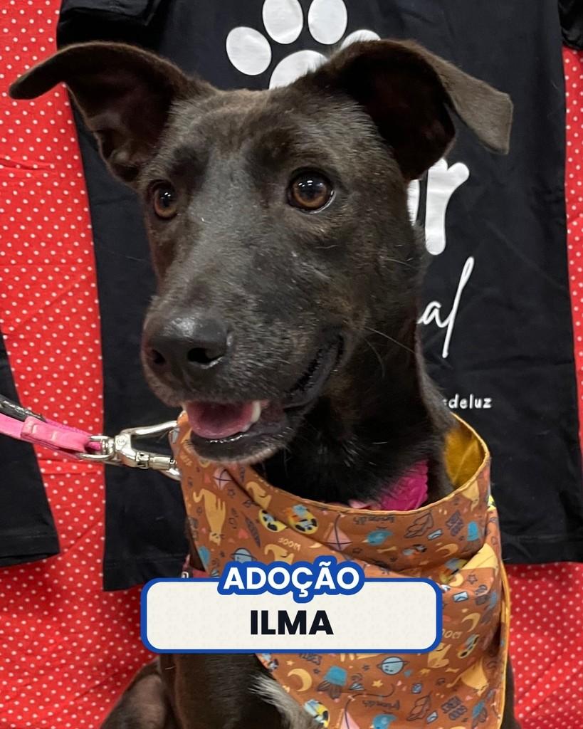 Ilma, cadela de porte médio para adoção em Rio de Janeiro - RJ