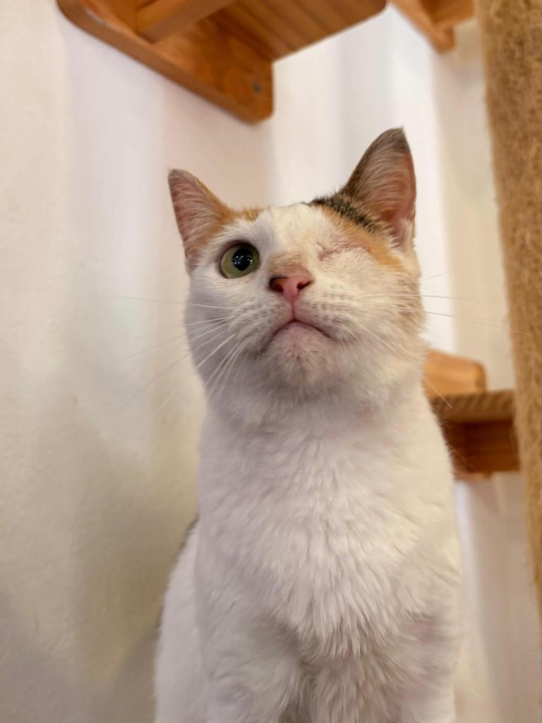 Iara, gata de porte médio para adoção em Rio de Janeiro - RJ