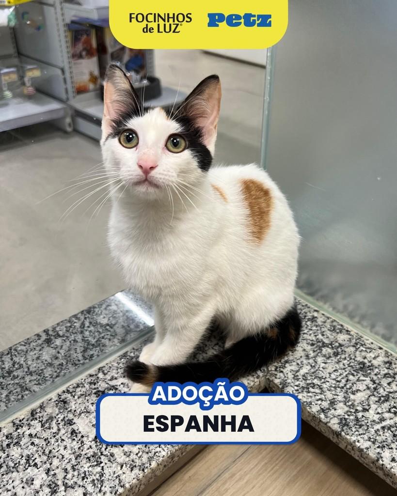 Espanha, gata para adoção em Rio de Janeiro - RJ
