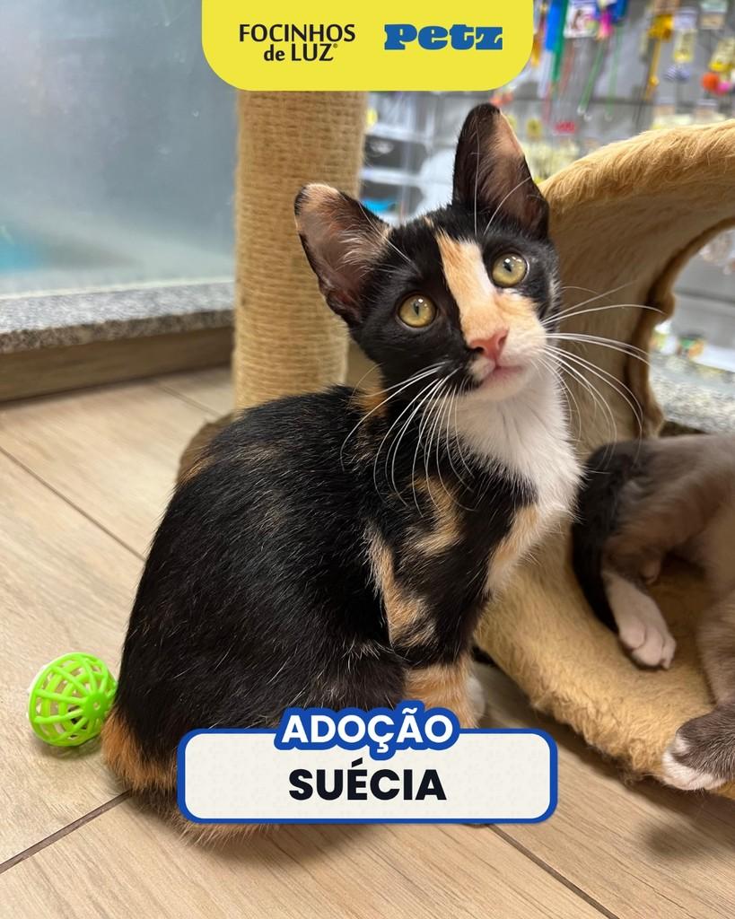 Suécia, gata de porte pequeno para adoção em Rio de Janeiro - RJ