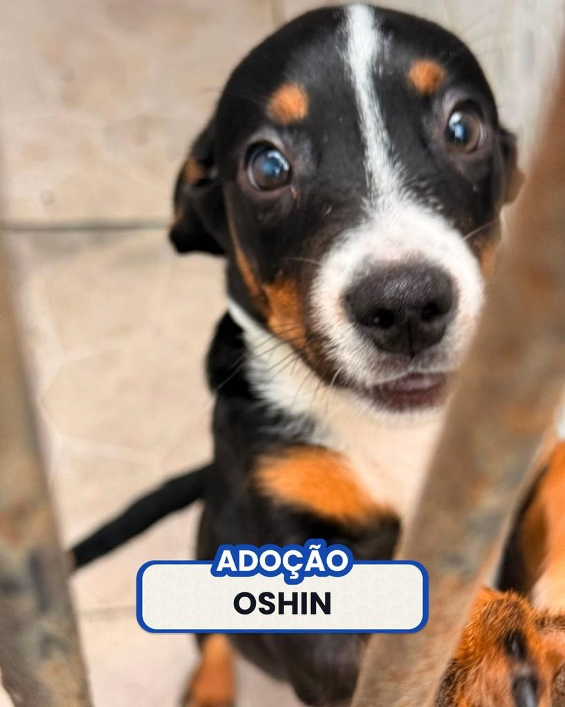 Oshin, cachorro de porte pequeno para adoção em Rio de Janeiro - RJ