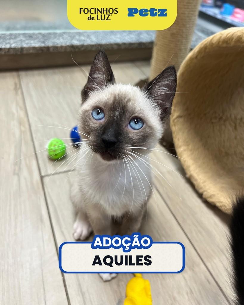 Aquiles, gato de porte pequeno para adoção em Rio de Janeiro - RJ