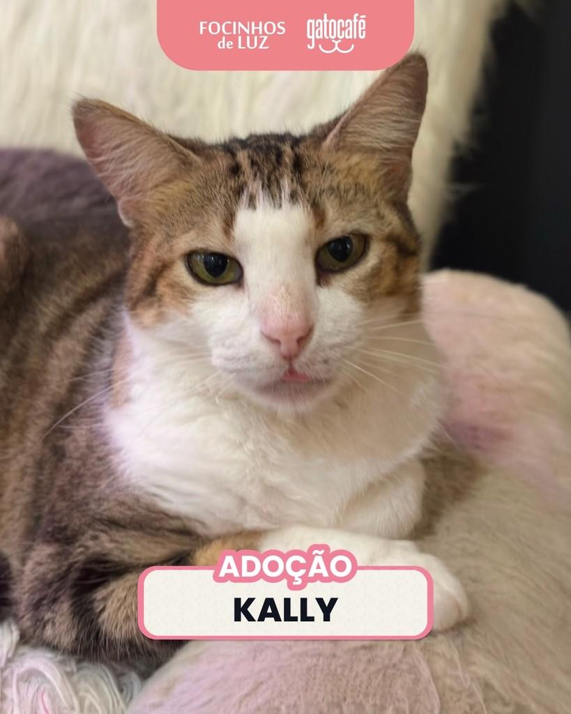 Kally, gata para adoção em Rio de Janeiro - RJ