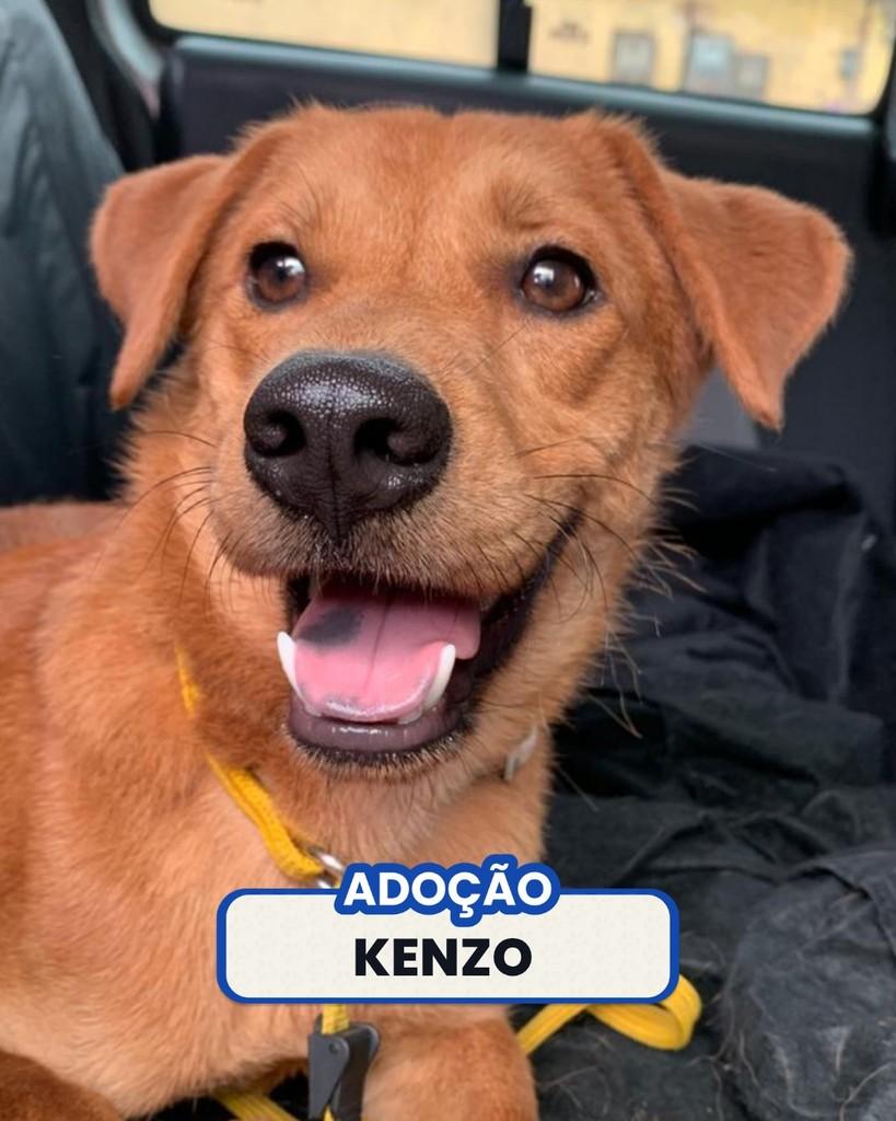 Kenzo, cachorro de porte médio para adoção em Rio de Janeiro - RJ