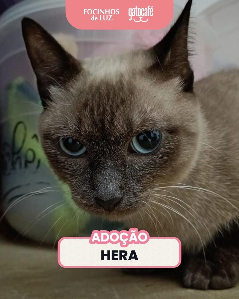 Hera, gata para adoção em Rio de Janeiro - RJ