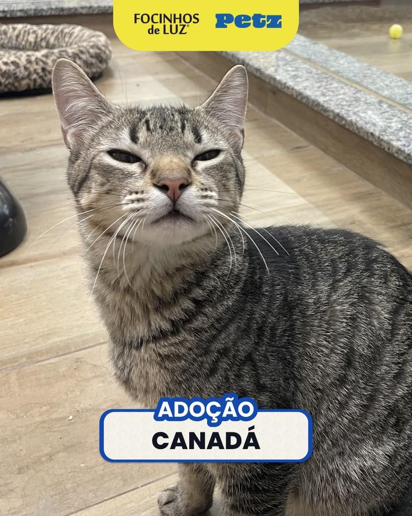 Canadá, gato de porte pequeno para adoção em Rio de Janeiro - RJ