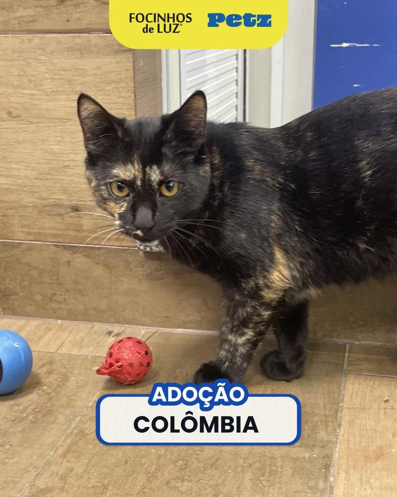 Colômbia, gata de porte pequeno para adoção em Rio de Janeiro - RJ