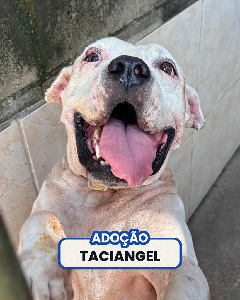 Taciangel, cadela de porte grande para adoção em Rio de Janeiro - RJ