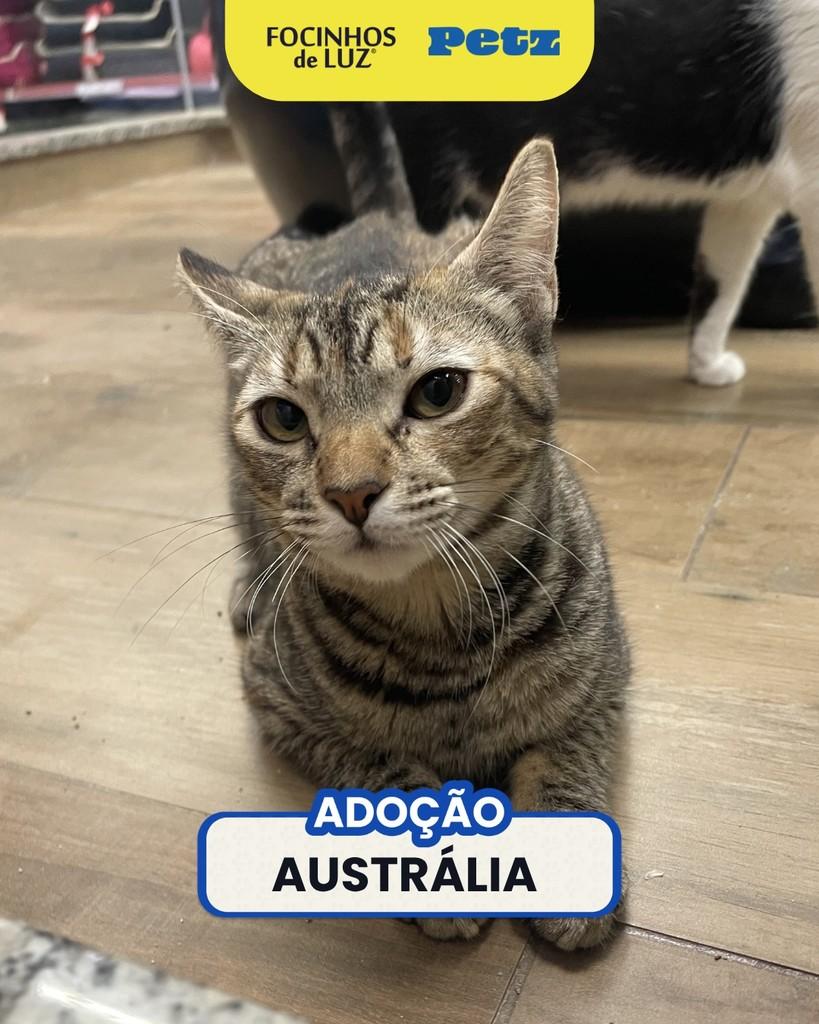 Austrália, gata de porte pequeno para adoção em Rio de Janeiro - RJ