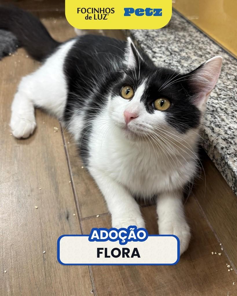 Flora, gata de porte pequeno para adoção em Rio de Janeiro - RJ