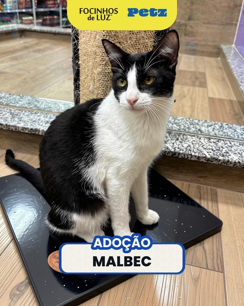 Malbec, gato de porte pequeno para adoção em Rio de Janeiro - RJ