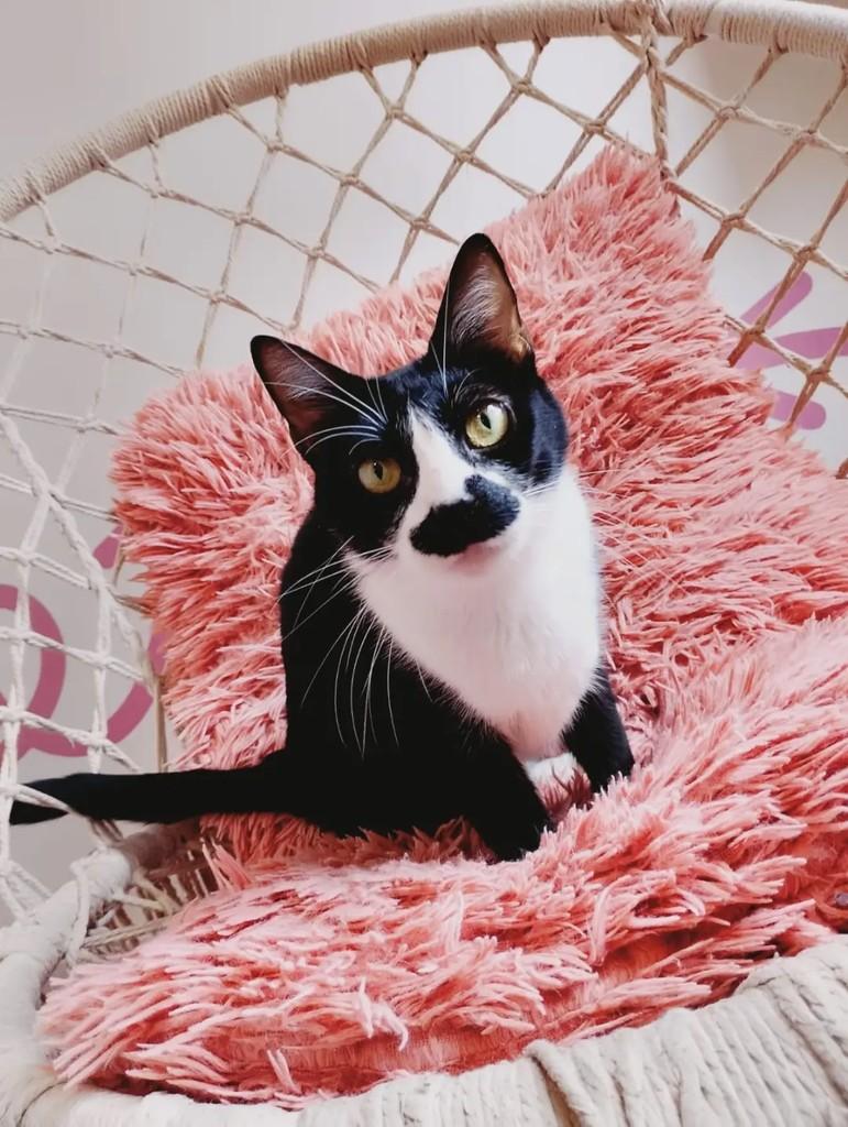 Ana Júlia, gata de porte médio para adoção em Barra Bonita - SP
