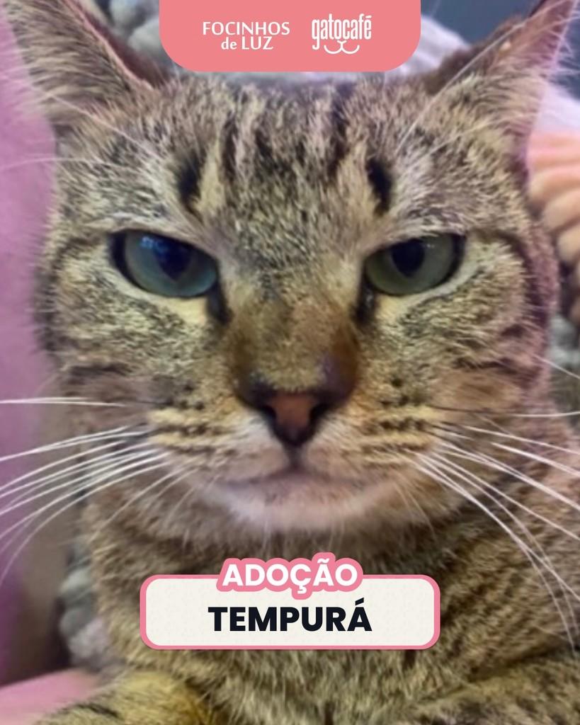 Tempurá, gato de porte pequeno para adoção em Rio de Janeiro - RJ