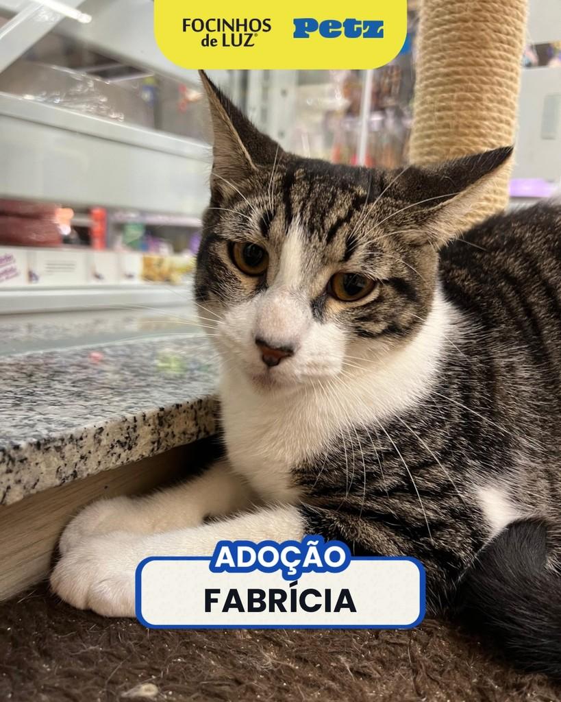 Fabrícia, gata de porte pequeno para adoção em Rio de Janeiro - RJ